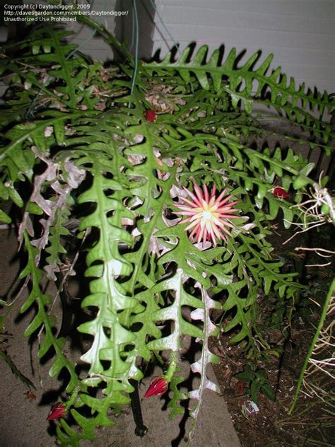 Plants that do not get enough sunlight will grow slowly and fail to spraying with water, then coating with insecticidal soap is the best remedy. The first time I got this cactus to bloom for me was by ...