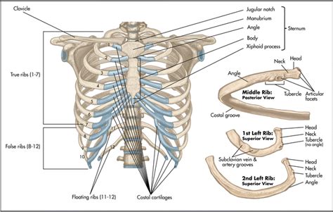 All 12 pairs of ribs are attached posteriorly to the thoracic vertebrae. ribs anatomy