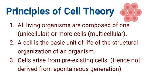 3 Principles Of Cell Theory With Historical Journey