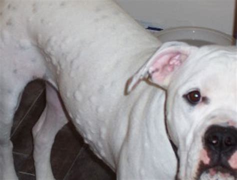 Although bed bugs aren't known to use dogs and cats as a mode of transportation, they my hitch a ride in luggage, bedding and clothing. Mosquito Repellent for Dogs - Safe, Natural, Homemade and ...
