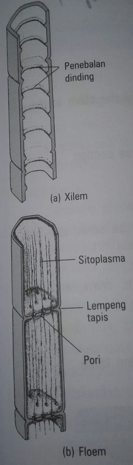 Jaringan embrionik ini dalam suatu tumbuhan disebut juga dengan meristem. Struktur dan Fungsi Tubuh Tumbuhan Akar Batang Daun ...