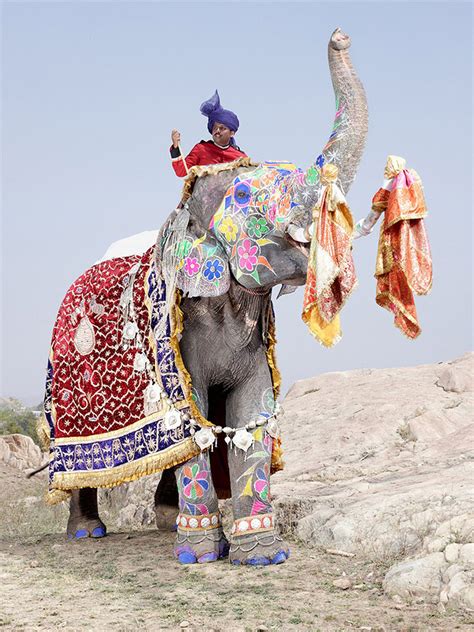 Festival De Los Elefantes En La India Las Mejores Fotografías Del Mundo
