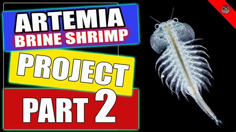 The first historical record of the existence of artemia dates back to the first half of the 10th century ad from urmia lake, iran. Artemia - Brine Shrimp Project Part 2 - YouTube
