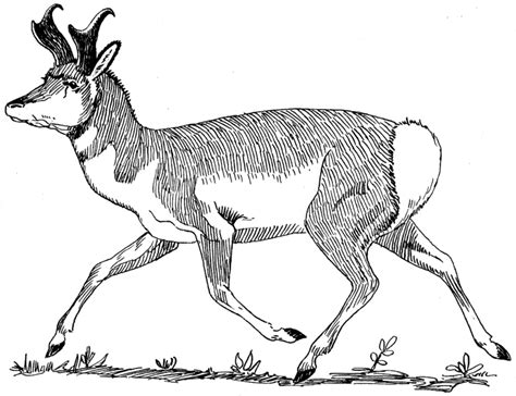 Pronghorns are about three feet tall at the shoulders. File:Pronghorn Antelope (PSF).png - The Work of God's Children