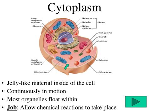 Ppt The Three Sections Of The Cell Nucleus Cytoplasm And Plasma