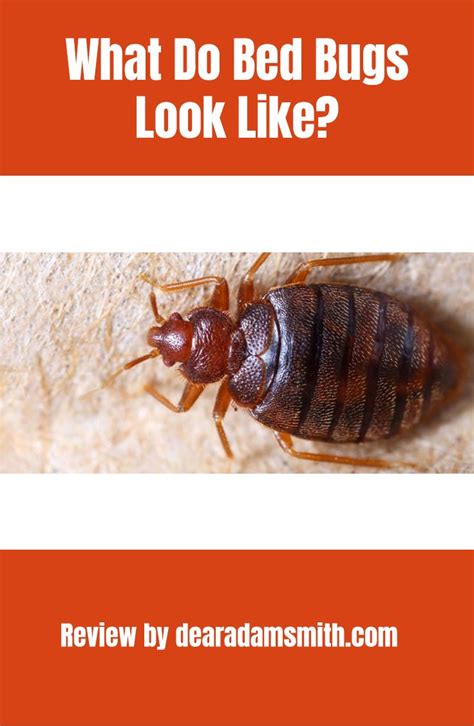 Bugs Mistaken For Bed Bugs What Bed Bugs Look Like Do Bed Bugs H