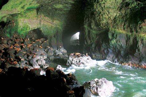 About Sea Lion Caves Florence Oregon