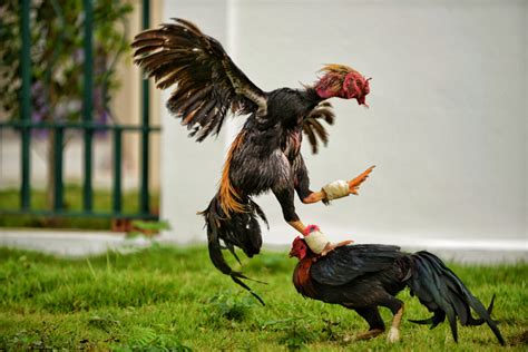Cop Gets Killed By Fighting Rooster In The Philippines