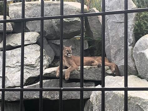 Cougar Mountain Zoo Issaquah 2020 All You Need To Know Before You