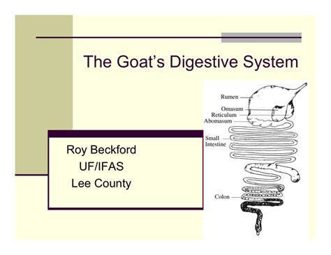 The Goats Digestive System