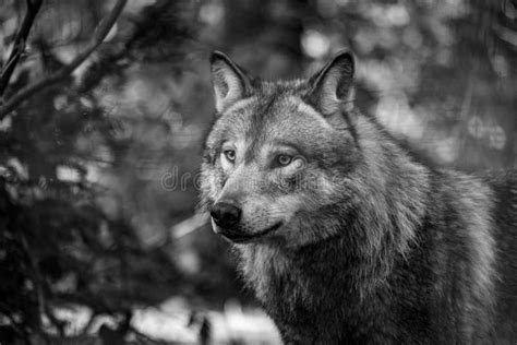 Eurasian Wolf Canis Lupus Lupus Stock Photo Image Of Portrait Wood