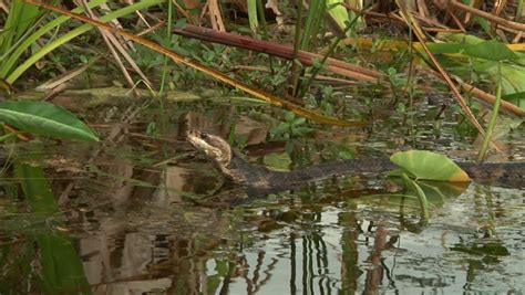 Cottonmouth In Everglades Stock Footage Video 100 Royalty Free