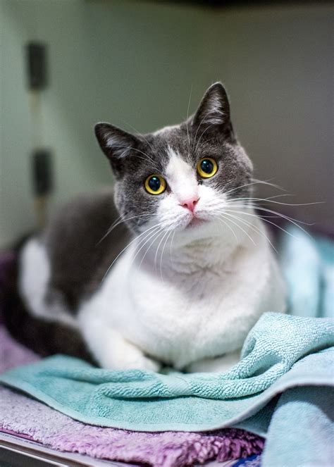Lilly Female British Shorthair Mix Cat In Nsw Petrescue