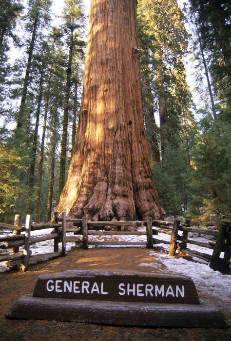 10 Of The Worlds Most Remarkable Trees National Parks Sequoia