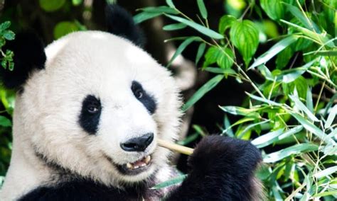 ¿cuántas Especies De Panda Existen Curiosoando