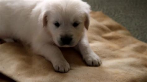 We had 2 cancellations and are now available. English Cream Golden Retriever Puppies for Sale - YouTube