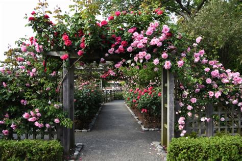 30 Beautiful Rose Garden Ideas For Your Backyard Bush Garden Garden