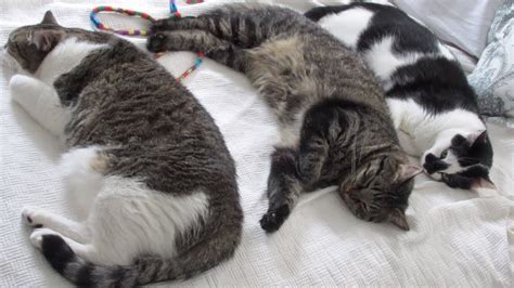 This pose helps a cat to retain body heat. Boo Day 365 - Three Cats Sleeping In A Row On The Bed ...