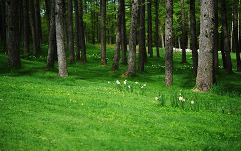 Trees Flowers Meadow Wallpaper Nature And Landscape Wallpaper Better