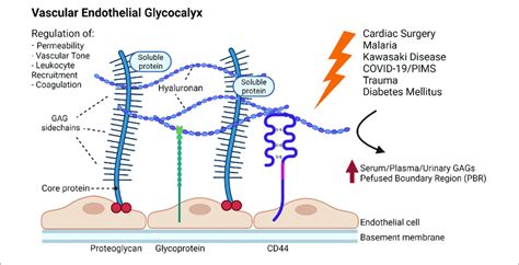 Schematic Representation Of The Glycocalyx Covering The Endothelial
