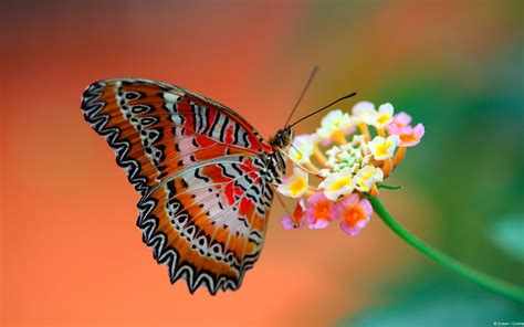 Butterfly On A Beautiful Flower