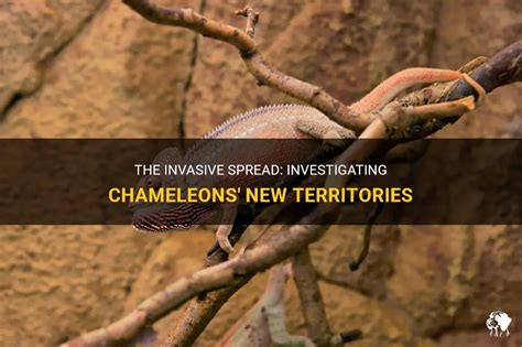 The Invasive Spread Investigating Chameleons New Territories Petshun