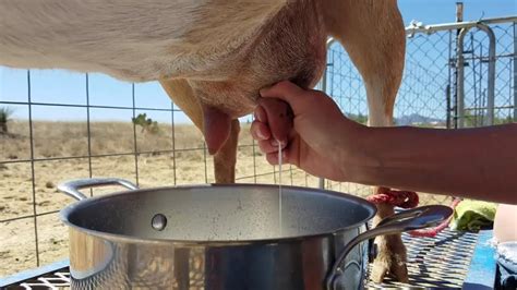 How To Milk A Goat Youtube
