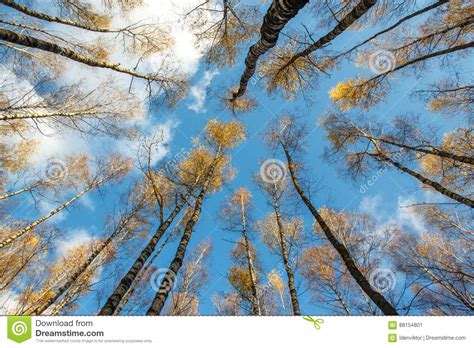 Autumn Birch Forest With Yellow Leaves On Blue Sky Background From The