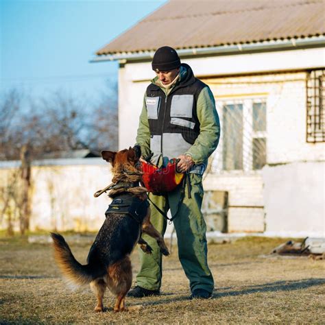 German Shepherd Dog Training Editorial Stock Photo Image Of Black