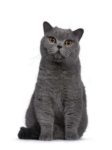 Blue Adult British Shorthair Cat On White Background Stock Photo