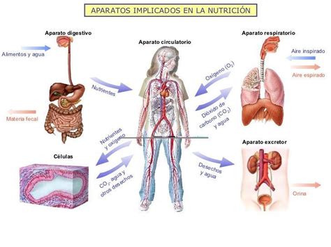 Sistema Linf Tico Digestivo Y Aparato Respiratorio Sistema Digestivo