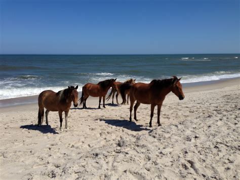 Assateague Island Wild Ponies Horses On The Beach