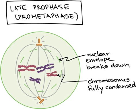 Download Phases Of Mitosis Mitosis Biology Article Khan Academy Mitosis Prophase Png Image