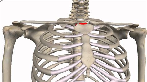 Anterior chest wall showing muscular attachments and neurovascular structures. Chest bone anatomy