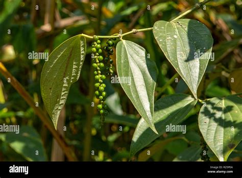 Black Pepper India Plant Hi Res Stock Photography And Images Alamy