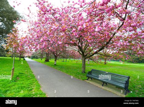 Famous Cherry Blossom Avenue Seen In Full Bloom At The Greenwich Park