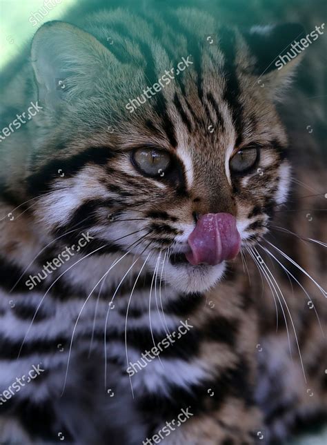View Wildcat Behind Fence Inside Enclosure Editorial Stock Photo