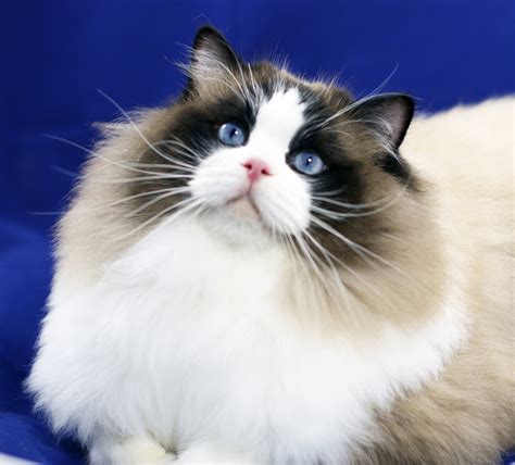 Ragdoll Cat Breeders Finding Your Furry Companion