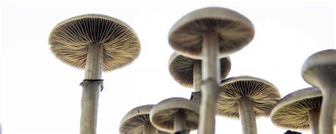 How Long Do Mushrooms Stay In Your System Banyan Texas