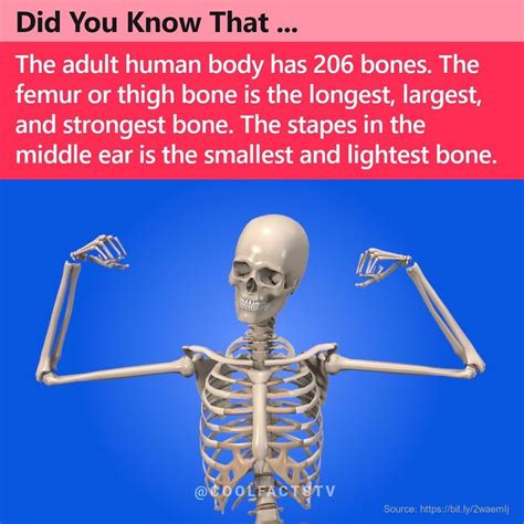 Largest Bone In Human Body Liemnweters