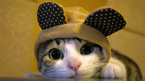 ✓ free for commercial use ✓ high quality images. 18 Cute Cat Pictures and Cat wallpapers because Cats are ...