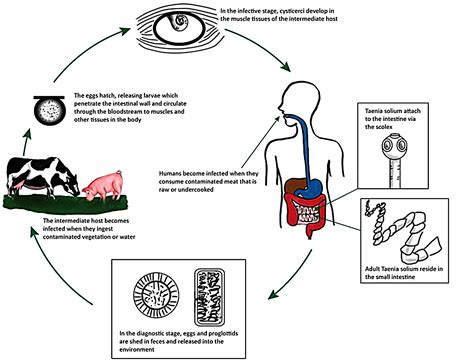 Ciclo Biologico Tenia Se