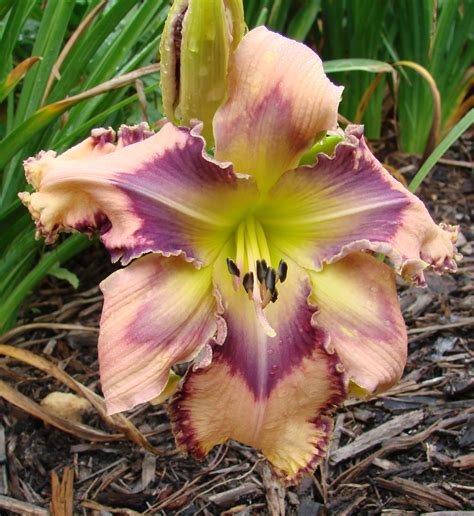 Earthly Treasures Daylily Garden Keeping Up With The Joneses