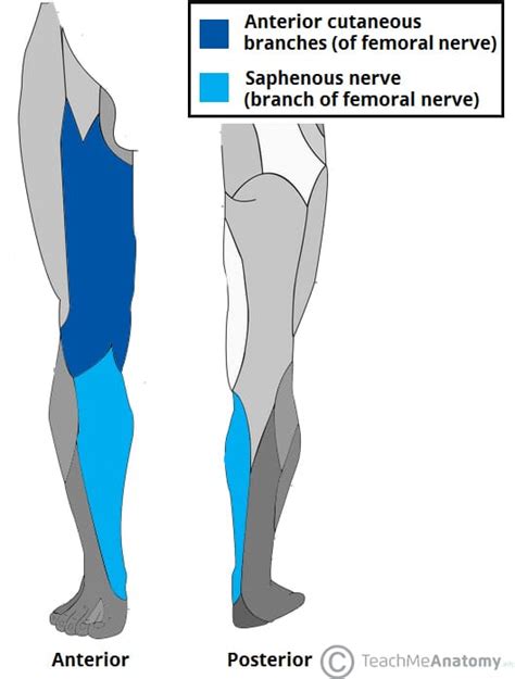 Femoral Nerve Cutaneous Innervation