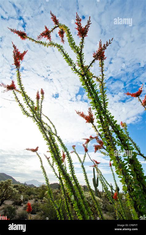 Desert Flora In The Sonoran Desert East Mesa Az Stock Photo Alamy