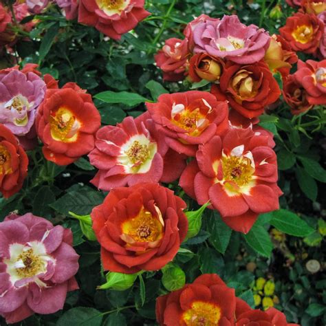 Discover through beautiful, scenic spring flowers pictures featuring carnations, daisies, lilies, roses, tulips and more. Spring Hill Nurseries Hot and Sassy Miniature Rose, Live ...