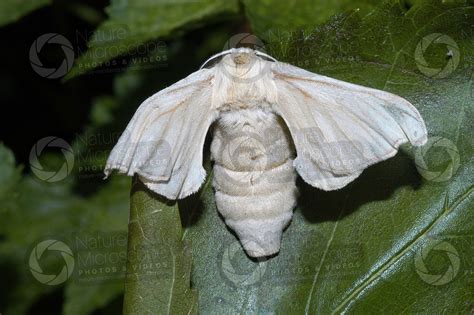 Bombyx Mori Silkworm Adult Butterfly Female Develpment Of Bombyx