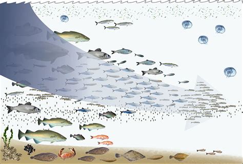 Environmental Impact Of Fishing Wikipedia