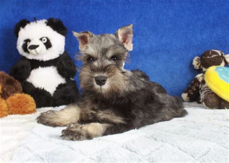 Miniature Schnauzer Puppies For Sale Long Island Puppies