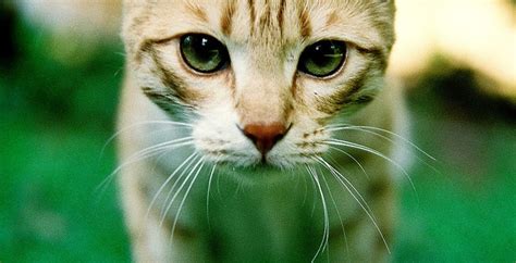 Orange Cat Green Eyes Cute Animals Pinterest